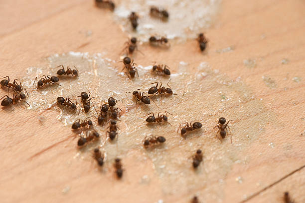 Best Local Pest Control Services  in Maple Glen, PA